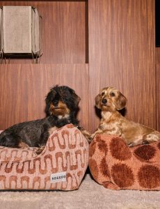 dog and cushion